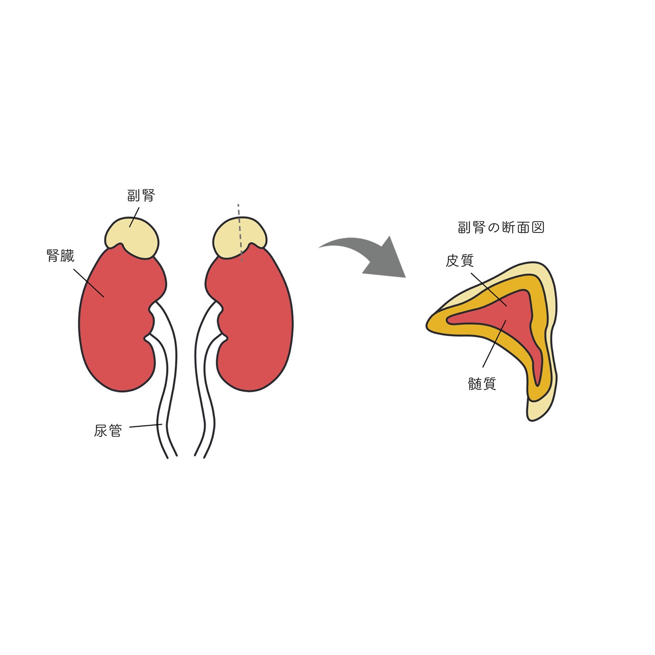 腎臓の上にある小さな臓器「副腎」